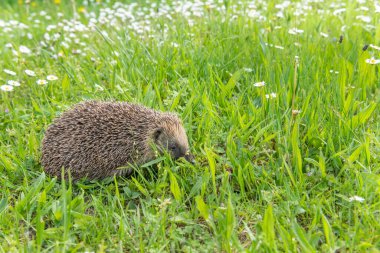 Bahçedeki çiçeklerim arasında yaygın kirpi (Erinaceus europaeus).