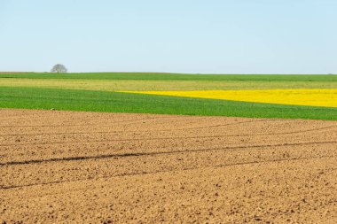 İlkbaharda kırsal alanda kolza ve buğday tarlaları. Fransa.