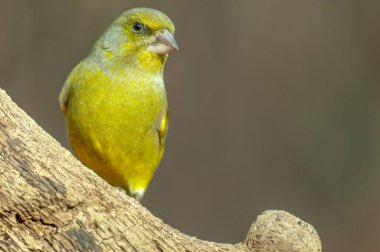 Avrupa yeşil ispinozu (Chloris chloris) ormandaki bir dala tünemiştir..