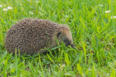 Bahçedeki çiçeklerim arasında yaygın kirpi (Erinaceus europaeus).