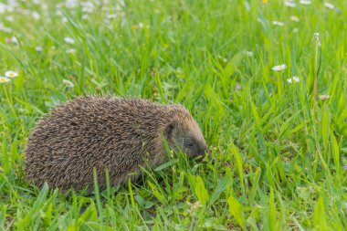 Bahçedeki çiçeklerim arasında yaygın kirpi (Erinaceus europaeus).