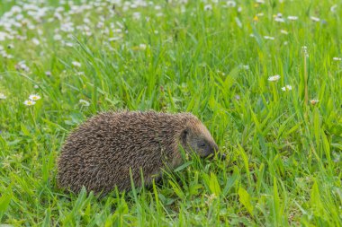 Bahçedeki çiçeklerim arasında yaygın kirpi (Erinaceus europaeus).