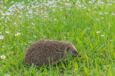 Bahçedeki çiçeklerim arasında yaygın kirpi (Erinaceus europaeus).