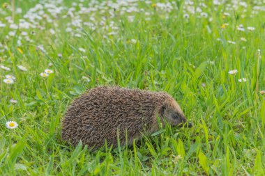 Bahçedeki çiçeklerim arasında yaygın kirpi (Erinaceus europaeus).