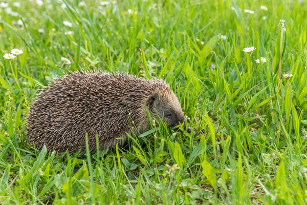 Bahçedeki çiçeklerim arasında yaygın kirpi (Erinaceus europaeus).