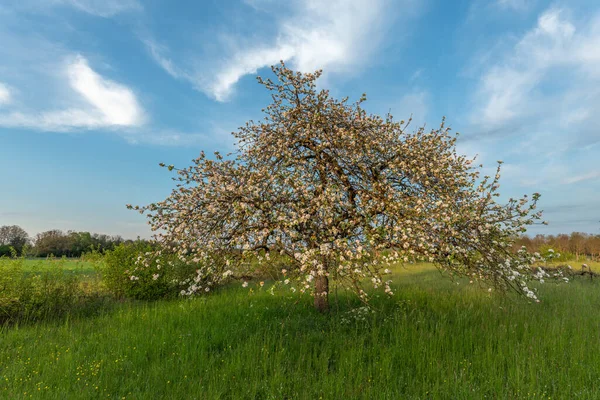 Baharda güneşli bir bahçede çiçek açan elma ağacı. Fransa.