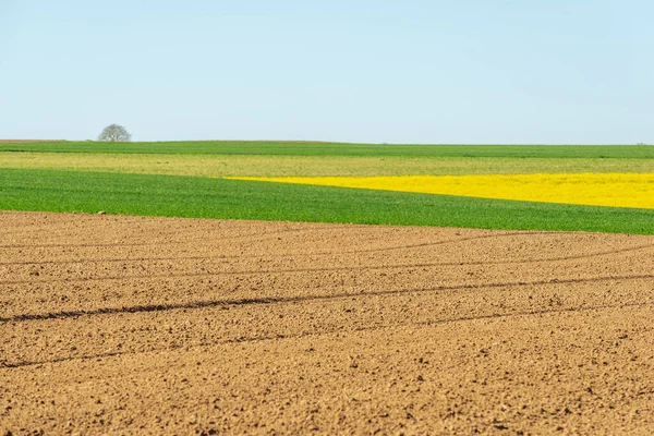 İlkbaharda kırsal alanda kolza ve buğday tarlaları. Fransa.