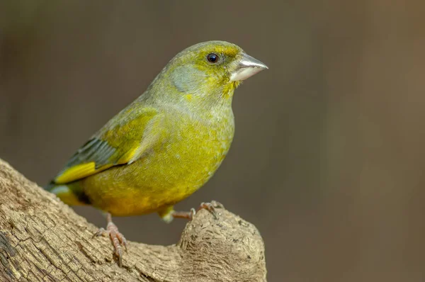 Pinzón Verde Europeo Cloris Chloris Posado Una Rama Bosque —  Fotos de Stock