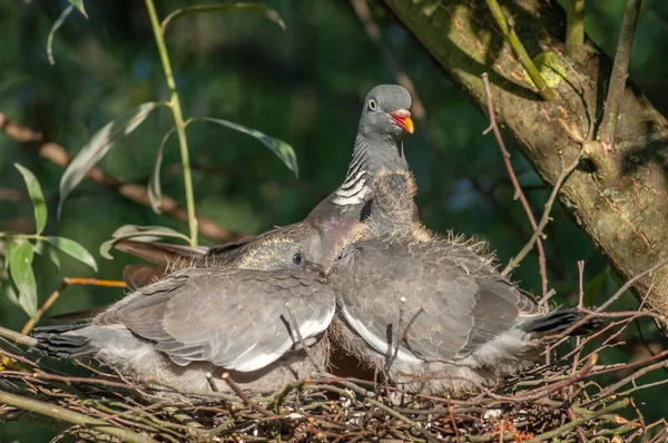 Wood Pigeon Columba Palumbus Carrying Food Its Two Chicks Nest — Stockfoto