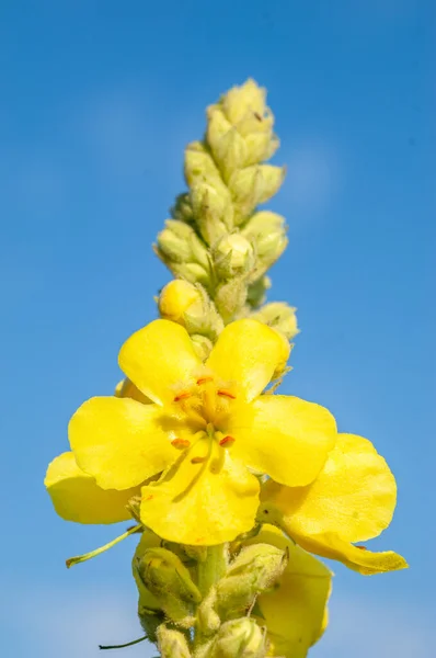 Grande Molène Fleur Printemps Guérir Renforcer Les Poumons Plante Médicinale — Photo