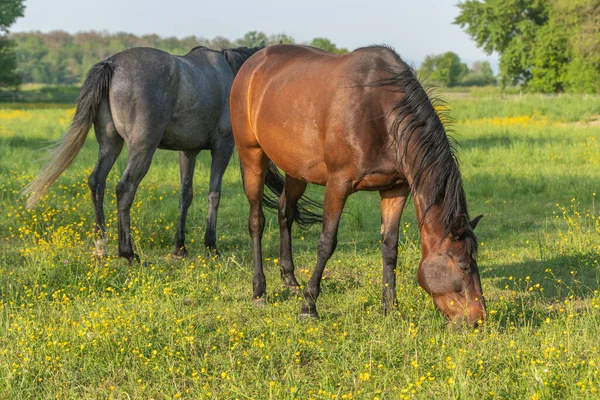 Horse Grama Pastagem Prado Floração Com Broto Dourado Primavera — Fotografia de Stock