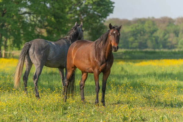 Horses Meadow Flowering Golden Bud Spring — Zdjęcie stockowe