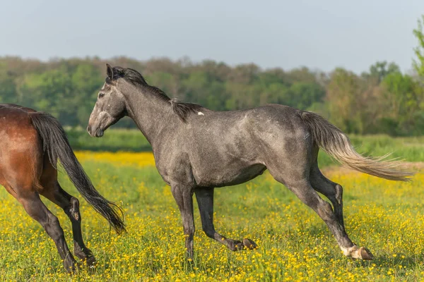 Chevaux Prairie Floraison Avec Bourgeon Doré Printemps — Photo