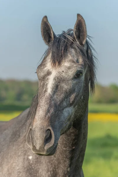 Portrait Horse Green Yellow Flowery Meadow Spring — Stockfoto