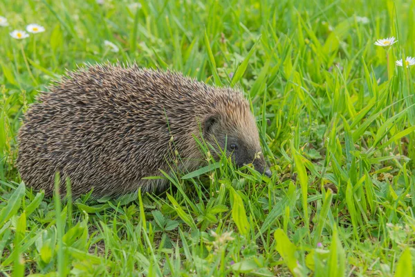 Common Hedgehog Erinaceus Europaeus Flowers Garden — Stok fotoğraf