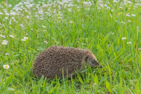 Bahçedeki çiçeklerim arasında yaygın kirpi (Erinaceus europaeus).