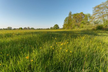 Baharda altın tomurcuklarıyla çiçek açan çayır. Alsace Fransa.