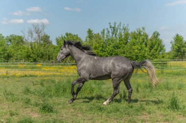 İlkbaharda sabah dört nala koşan at. Alsace, Fransa.