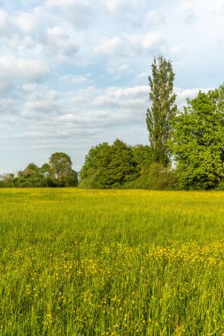Baharda altın tomurcuklarıyla çiçek açan çayır. Alsace Fransa.