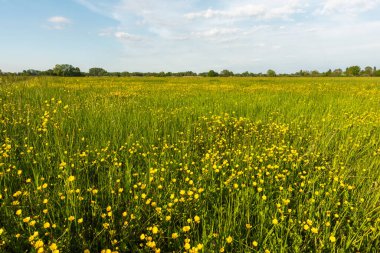 Baharda altın tomurcuklarıyla çiçek açan çayır. Alsace Fransa.