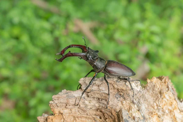 Skite Masculino Lucano Lucanus Cervus Sobre Madera Muerta Bosque Alsacia — Foto de Stock