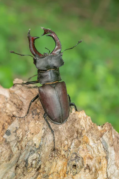 在森林中的枯木上 有一种雄性橄榄石 Lucanus Cervus 法国阿尔萨斯 — 图库照片