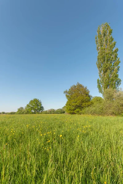 Pradera Floreciente Con Capullos Dorados Primavera Alsacia Francia — Foto de Stock