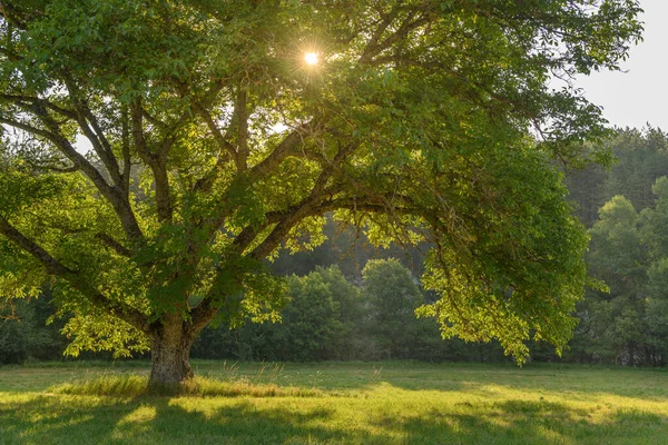 Morgensonne Die Durch Das Laub Eines Großen Baumes Fällt Drome — Stockfoto