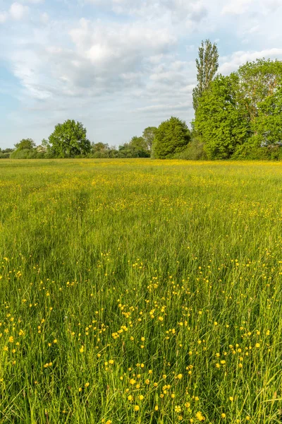 Pradera Floreciente Con Capullos Dorados Primavera Alsacia Francia — Foto de Stock