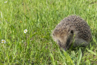 Bahçedeki çiçeklerim arasında yaygın kirpi (Erinaceus europaeus) bulunur. Alsace, Fransa.