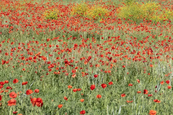 Felder Mit Mohn Frühling Der Ebene Gefüllt Elsass Frankreich — Stockfoto