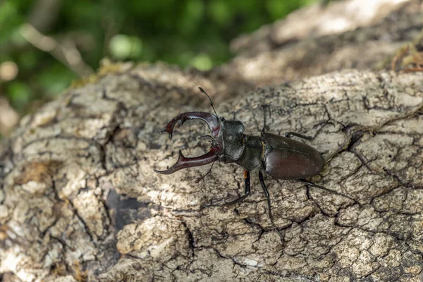 Skite Masculino Lucano Lucanus Cervus Sobre Madera Muerta Bosque Alsacia — Foto de Stock