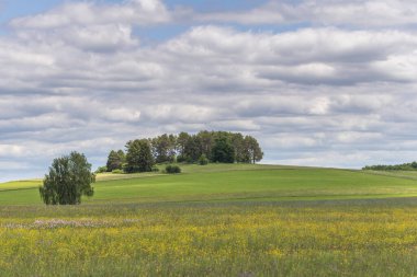 Yüksek Kara Orman 'daki Rotenbach çayırlarının doğa rezervi. Friedenweiler, Baden-Wurttemberg, Almanya.