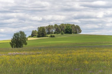 Yüksek Kara Orman 'daki Rotenbach çayırlarının doğa rezervi. Friedenweiler, Baden-Wurttemberg, Almanya.