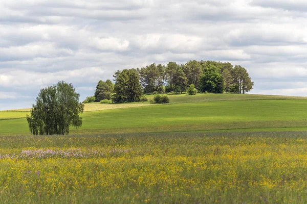 Yüksek Kara Orman 'daki Rotenbach çayırlarının doğa rezervi. Friedenweiler, Baden-Wurttemberg, Almanya.