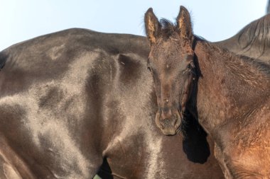 Baharda annesiyle birlikte muhafaza altında. Alsace, Fransa.