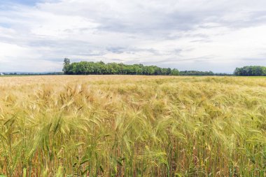 Baharda düzlükte buğday tarlası. Alsace, Fransa.