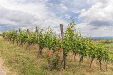 İlkbaharda Kaiserstuhl 'daki üzüm bağları. Sasbach am Kaiserstuhl, Bade-Wurtemberg, Emmendingen, Fribourg-en-Brisgau, Almanya.