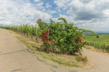 İlkbaharda Kaiserstuhl 'daki üzüm bağları. Sasbach am Kaiserstuhl, Bade-Wurtemberg, Emmendingen, Fribourg-en-Brisgau, Almanya.