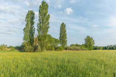 Baharda çiçek açan çayırlarda büyük kavak ağaçları. Muttersholtz, Alsace, Fransa.