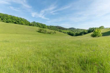 Baharda ormanlık alanda güneşli yeşil bir manzara. Kaiserstuhl, Bade Wurtemberg, Almanya.