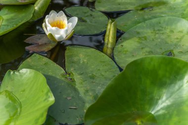 Baharda bahçede çiçek açan nilüferler. Alsace, Fransa.