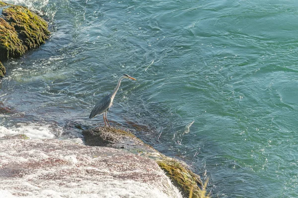 Gri balıkçıl (ardea cinerea) Rhine Falls şelalesinin önünde su kenarındadır. Neuhausen 'e geri dönüyorum. Schaffhausen, İsviçre.