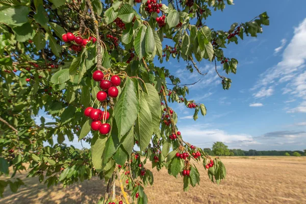 Cerezas Cerezo Principios Junio Alsacia Francia Imagen de stock