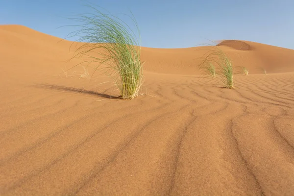 在沙质沙漠中的草本植物摩洛哥Merzouga — 图库照片