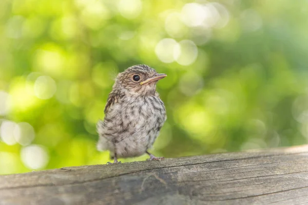 Passerine Chick Out Nest Waiting Its Parents Forest Alsace France — Stock Photo, Image