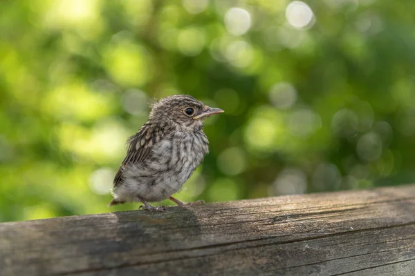 Poussin Passerine Hors Nid Attendant Ses Parents Dans Forêt Alsace — Photo