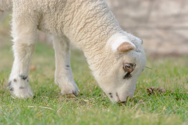 春天里 小羊羔和小羊羔在牧场上玩耍 法国阿尔萨斯 — 图库照片