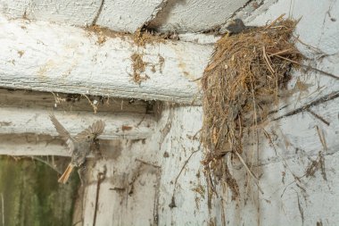 Siyah Kızılkafa (Phoenicurus ochruros) yuvadaki yavrularına yiyecek getiriyor. Alsace, Fransa.