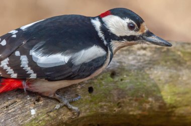 Büyük Benekli Ağaçkakan (Dendrocopos major) kışın ormanda bir ağaç dalında. Alsace, Fransa.